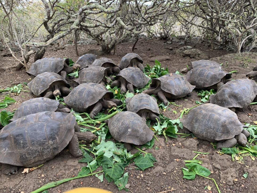 Les tortues géantes des Galápagos mangent les plantes coupées par les bénévoles